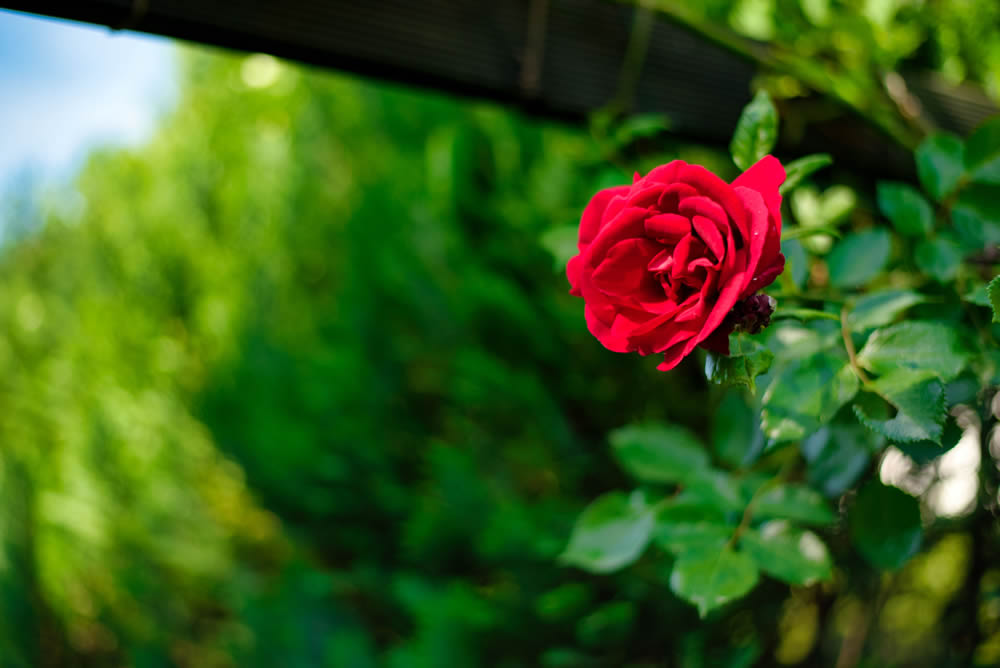 RAW photo AI