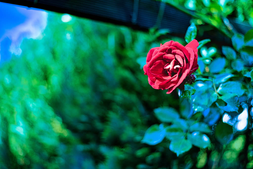 RAW photo manualedit